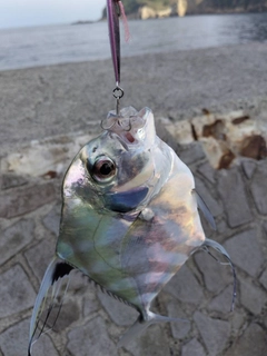 イトヒキアジの釣果