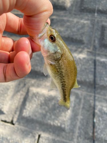 ラージマウスバスの釣果