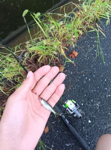 オイカワの釣果