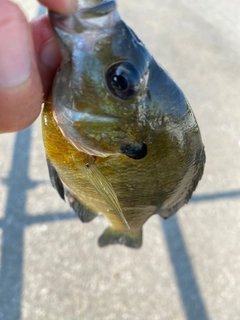 ブルーギルの釣果