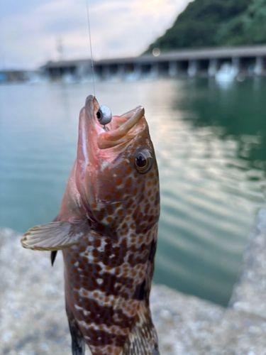 菅浜漁港