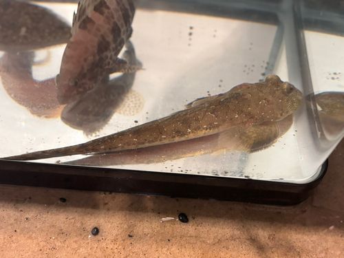 トビヌメリの釣果