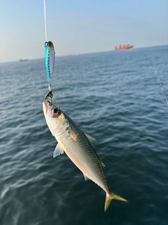 サバの釣果