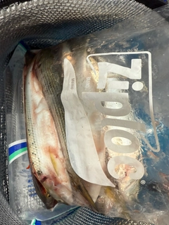 コノシロの釣果