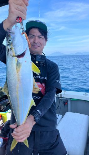 ヒラマサの釣果