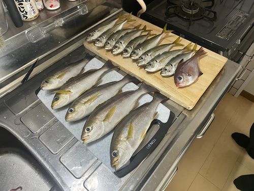 玄界灘
