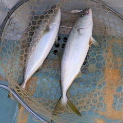 イナダの釣果