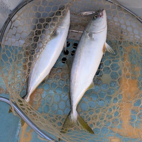 イナダの釣果