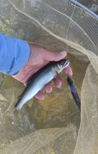 アユの釣果