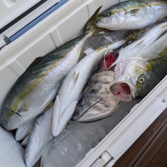 ワカシの釣果