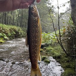 エゾイワナ