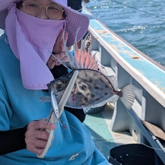 カガミダイの釣果