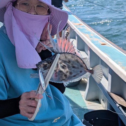 カガミダイの釣果
