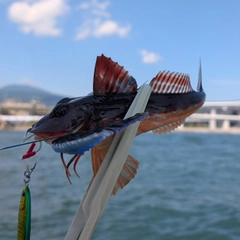 ホウボウの釣果