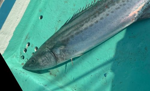 サワラの釣果