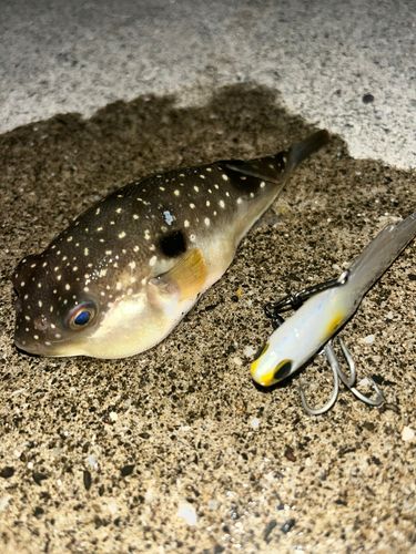 クサフグの釣果
