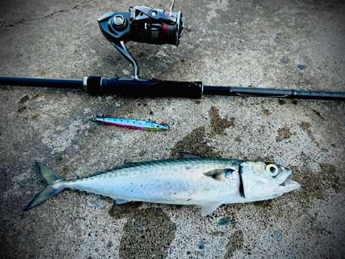 サバの釣果