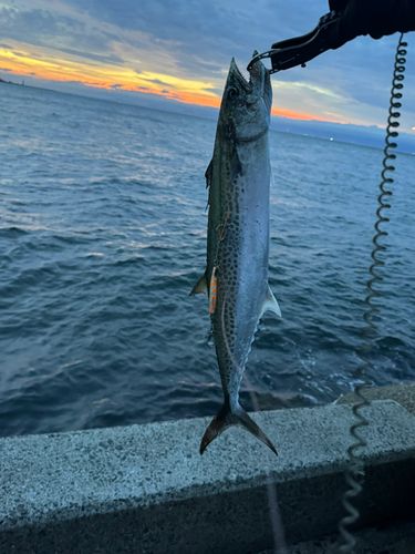 サゴシの釣果