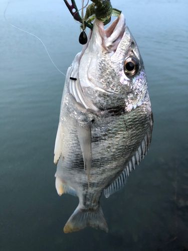 キビレの釣果