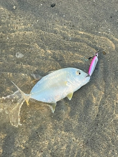 メッキの釣果