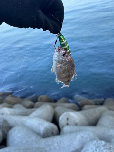 釣果