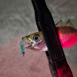 アジ