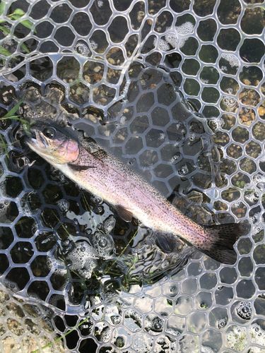 ニジマスの釣果