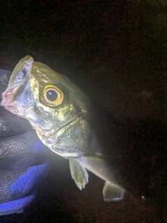 セイゴ（マルスズキ）の釣果
