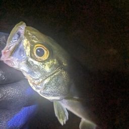 セイゴ（マルスズキ）