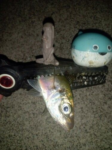 マアジの釣果