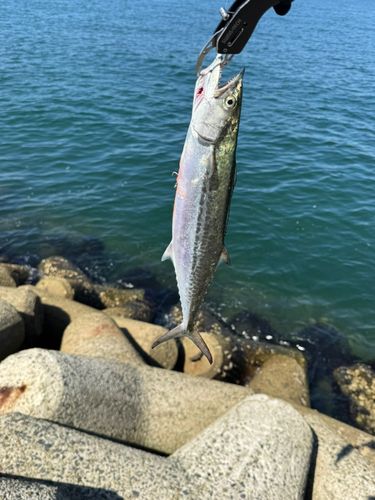 サゴシの釣果