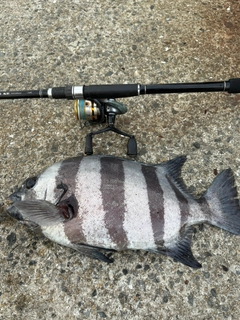 イシダイの釣果