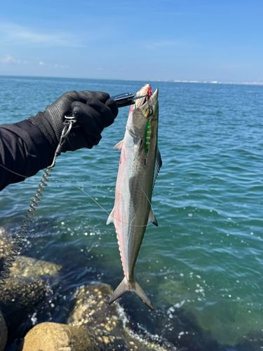 サゴシの釣果