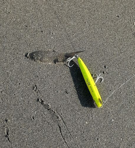 シタビラメの釣果