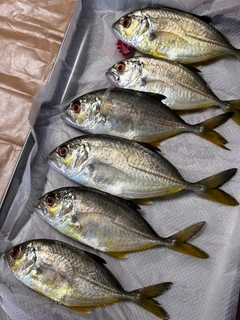ギンガメアジの釣果