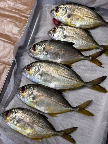 ギンガメアジの釣果
