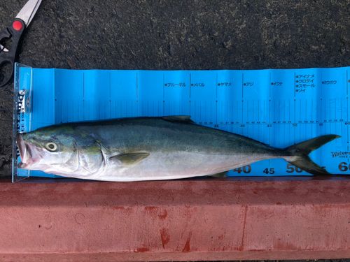 イナダの釣果