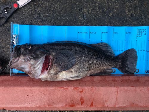 クロソイの釣果