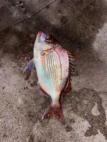 勝浦湾
