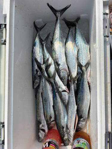 サゴシの釣果