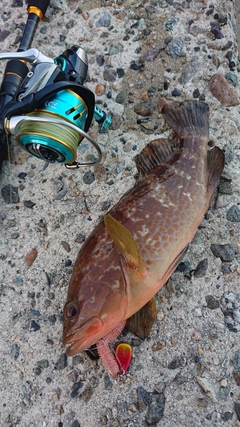 キジハタの釣果