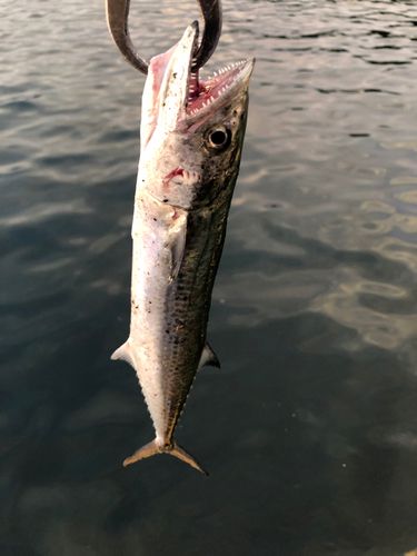 長崎湾