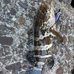 チャイロマルハタ