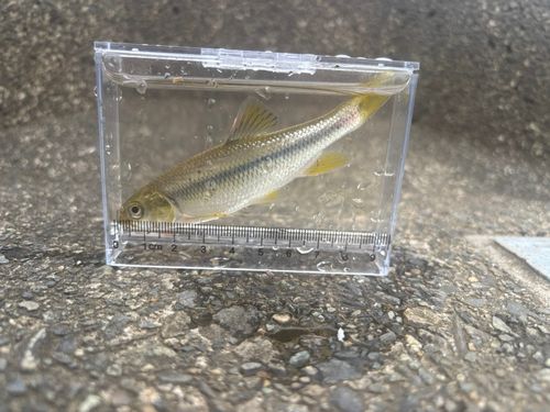 カワムツの釣果