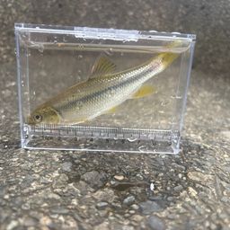 カワムツ