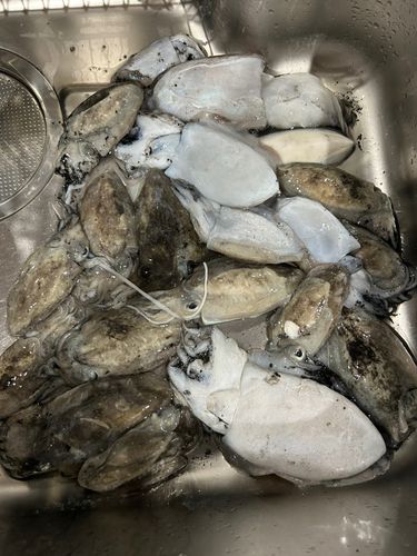 有明海