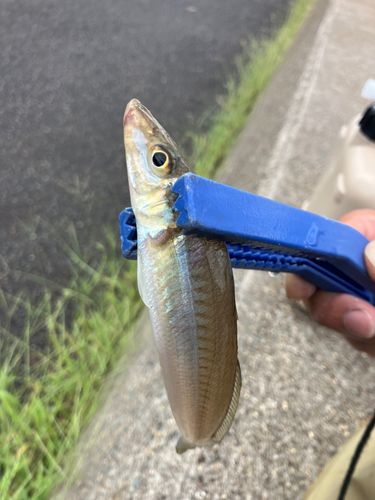 仙崎湾
