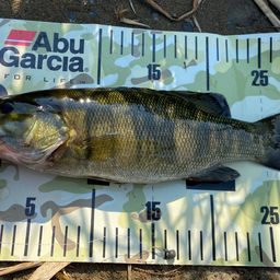 スモールマウスバス