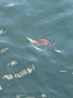 コウイカの釣果