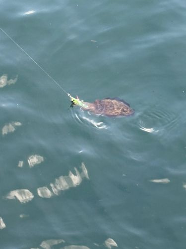 コウイカの釣果
